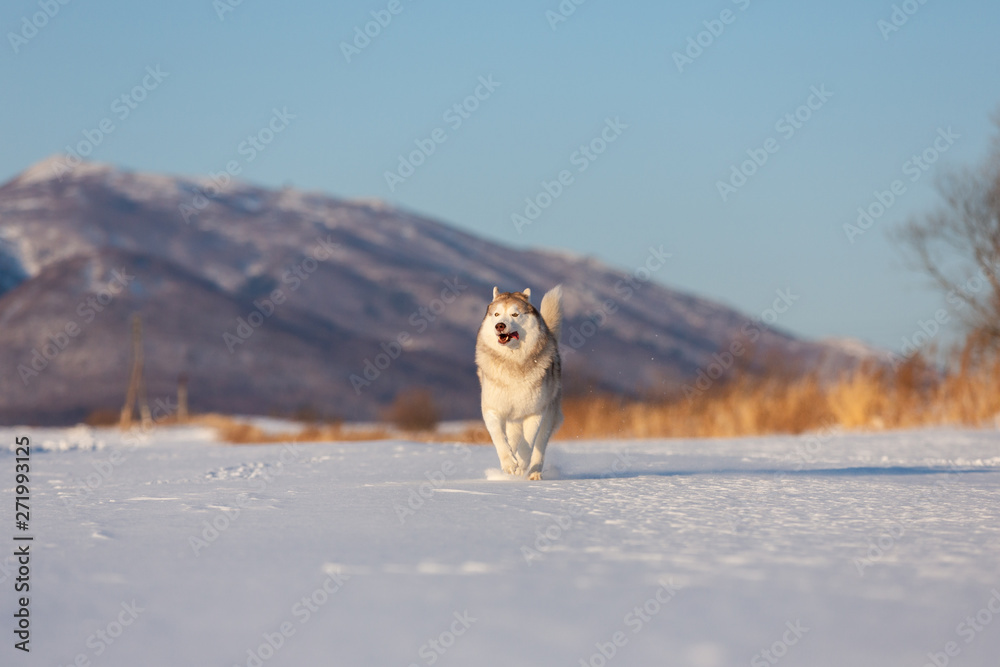 Obraz premium woman with dog on the beach