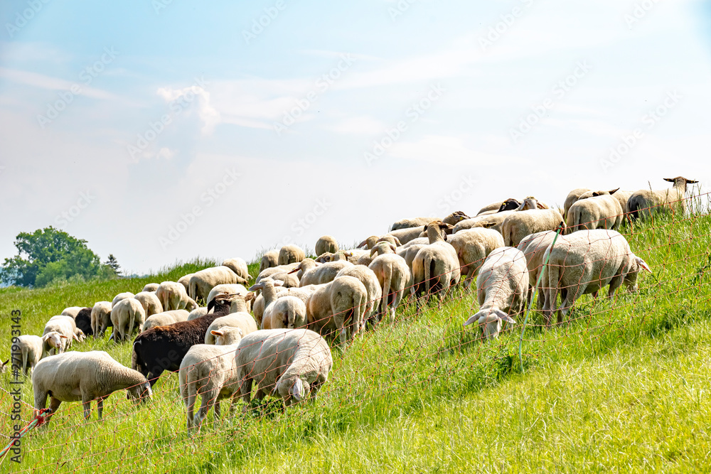 Fototapeta premium A flock of sheep grazing on a dike on the river Elbe. The animals are used to maintain the dike planting in an ecological way.