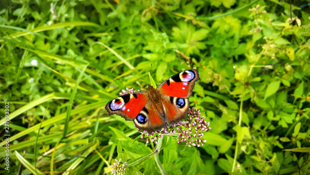 butterfly wildlife grass green beautifu macro summer grass wallpaper butterfly wildlife grass green beautifu macro summer grass wallpaper