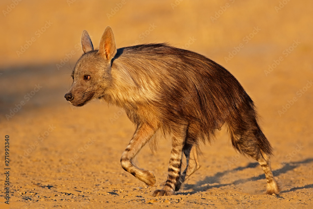 An alert brown hyena (Hyaena brunnea), Kalahari desert, South Africa. Stock Photo | Adobe Stock An alert brown hyena (Hyaena brunnea), Kalahari desert, South Africa. Stock Photo | Adobe Stock