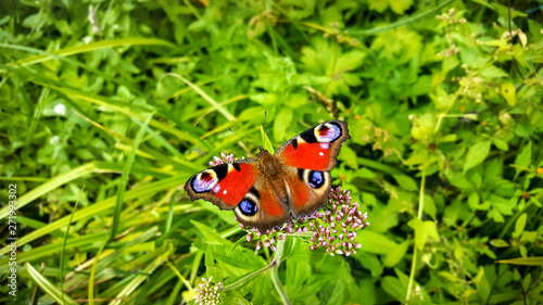 butterfly wildlife grass green beautifu macro summer grass wallpaper