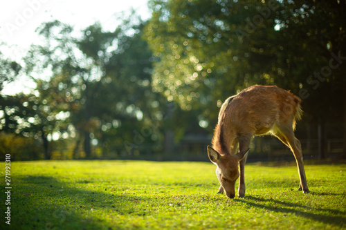 Foto As The Deer