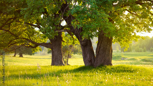 Wonderful sunlight through the crown of oak trees on the background of a small pond, which reflects the sunlight. The concept of magic and tale. photo