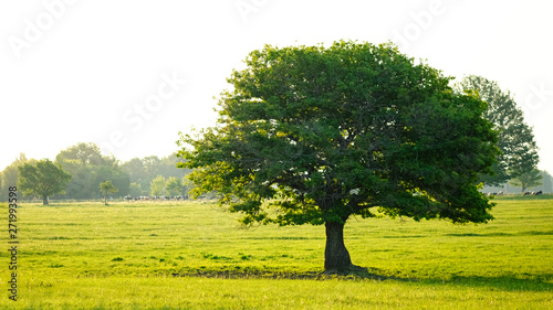 Mighty oak tree. Sunset in the evening. The concept of wisdom, longevity and family. Tree of knowledge.