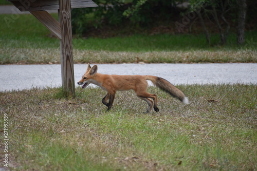Juvenile Fox Walking Across Yard with Mailbox Post