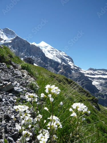 スイス風景 アイガーと花5