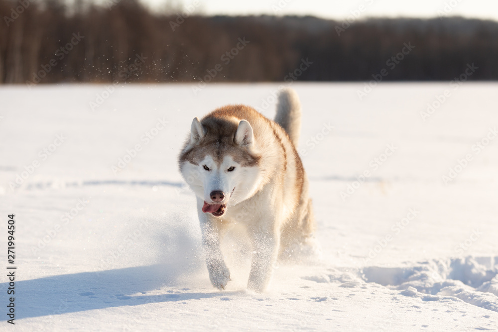 Beautiful, happy and funny dog breed siberian husky with tonque out jumping and running on the snow in the winter field.