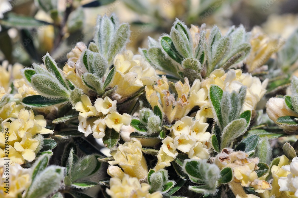 Fototapeta premium Thymelaea tartonraira ssp. argentea, Crete