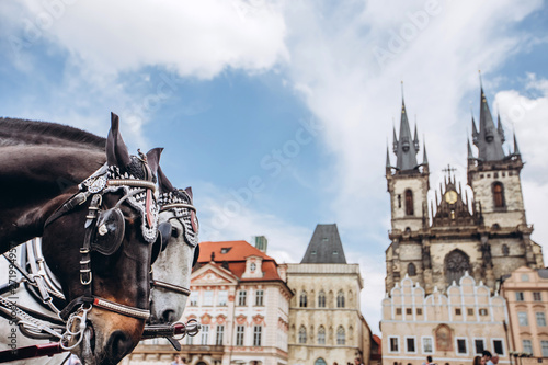 Photography Two horses - white and black on the Old Town Square of Prague