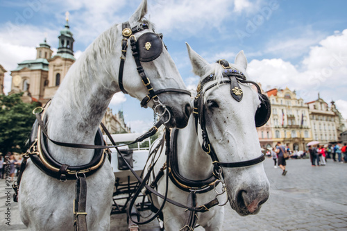 Two horses - white and black on the Old Town Square of Prague. View of the postcard Prague. View of Tyn church in sunny weather with blue sky.