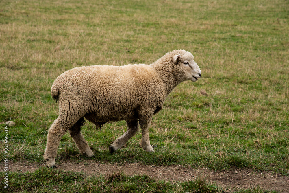 Lone sheep walking in the green gras field farm. Lone sheep walking in the green gras field farm.