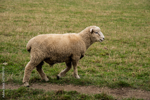 Lone sheep walking in the green gras field farm.
