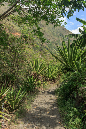 Fototapeta Naklejka Na Ścianę i Meble -  small path through the rainforest in peru