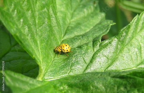 Yellow coccinellidae beetle on green leaves background © natalya2015