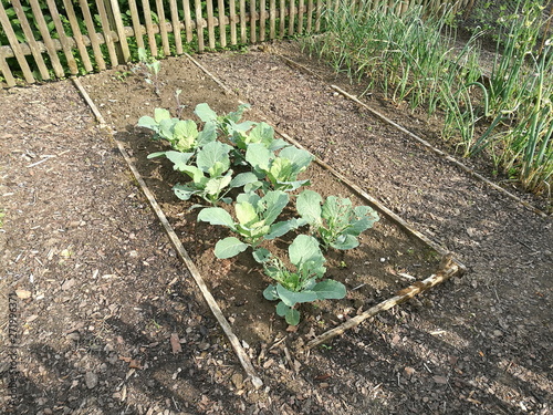 Eingezäuntes Blumenbeet mit Grünpflanzen im schön angelegten Bauerngarten im Sommer bei Sonnenschein im Bauernhausmuseum in Bielefeld im Teutoburger Wald in Ostwestfalen-Lippe photo