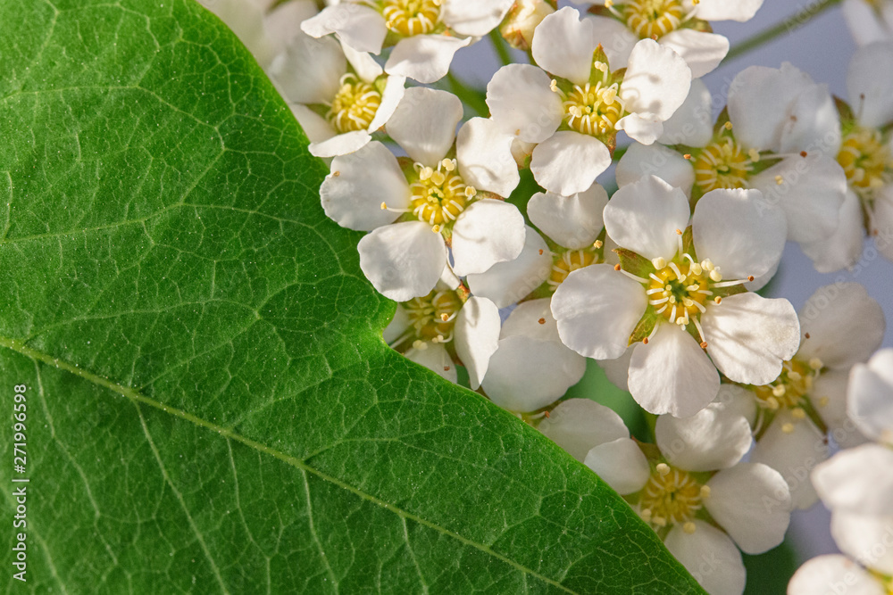 Obraz premium small white flowers Spiraea cinerea ashen, macro close-up texture floral background. Geometrical proportion of green leaves and white flowers of spirea, original flower