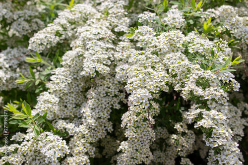 Spiraea cinerea Grefsheim deciduous ornamental shrub of the Rosaceae family, branches with a lot of small white flowers, close-up texture floral background. photo