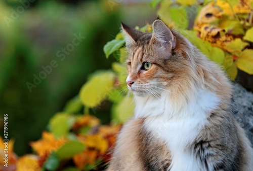 Beautiful Norwegian forest cat female sitting in the garden in autumn
