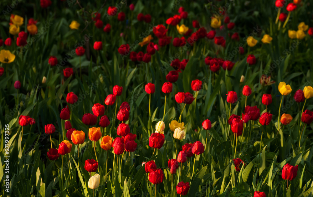 Beautiful tulips flowers blooming in a garden. Colorful tulips are flowering in garden in sunny bright day. Bulbous spring-flowering plant close up. Beautiful tulips flowers blooming in a garden. Colorful tulips are flowering in garden in sunny bright day. Bulbous spring-flowering plant close up.