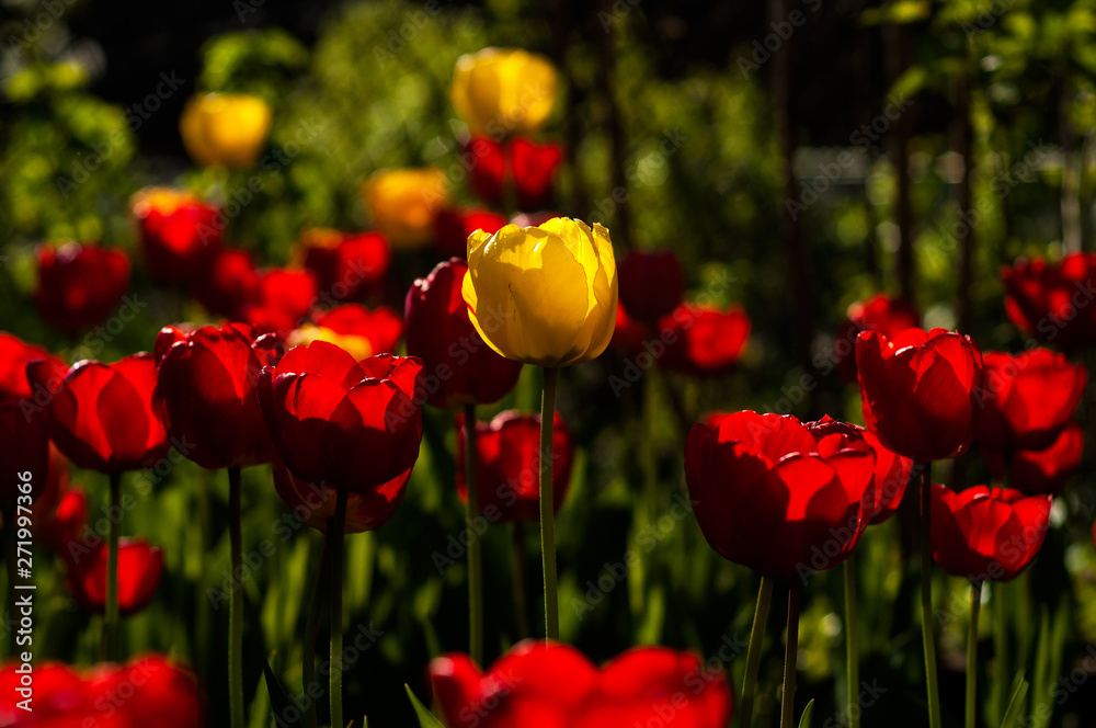 Obraz premium Beautiful tulips flowers blooming in a garden. Colorful tulips are flowering in garden in sunny bright day. Bulbous spring-flowering plant close up.