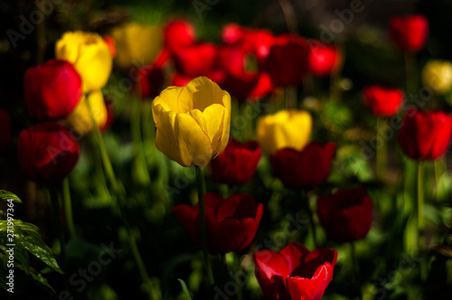 Beautiful tulips flowers blooming in a garden. Colorful tulips are flowering in garden in sunny bright day. Bulbous spring-flowering plant  close up.