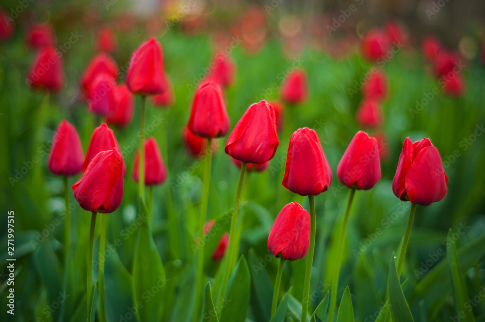 Beautiful tulips flowers blooming in a garden. Colorful tulips are flowering in garden in sunny bright day. Bulbous spring-flowering plant  close up.