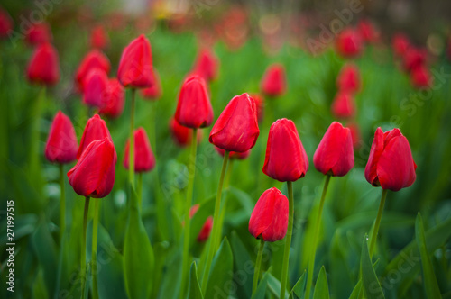 Beautiful tulips flowers blooming in a garden. Colorful tulips are flowering in garden in sunny bright day. Bulbous spring-flowering plant close up.