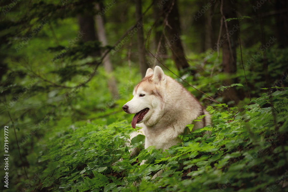 Fototapeta premium Profile Portrait of happy and beautiful dog breed siberian husky lying in the green forest.