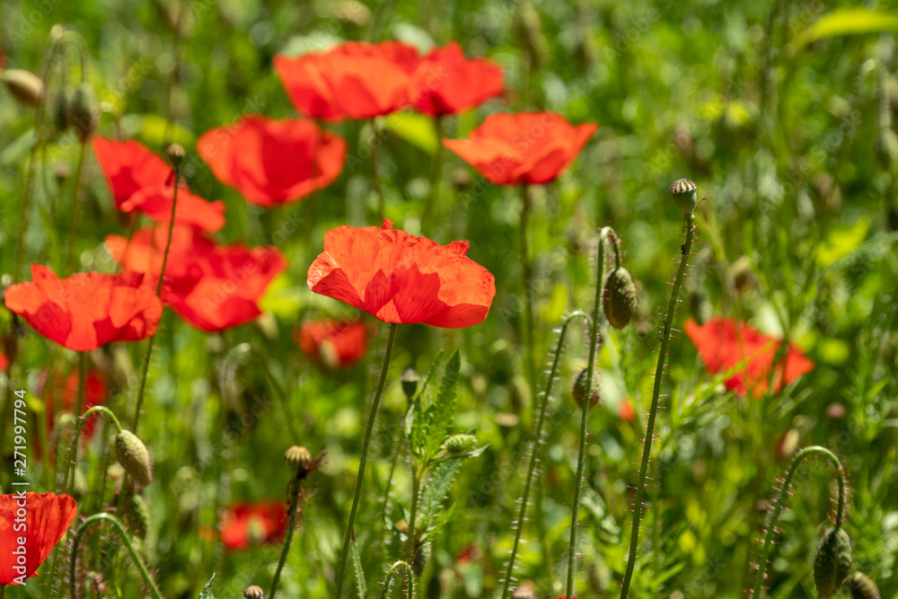 Fototapeta premium Klatschmohn - Papaver rhoeas