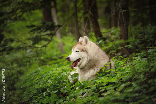 Profile Portrait of happy and beautiful dog breed siberian husky lying in the green forest.
