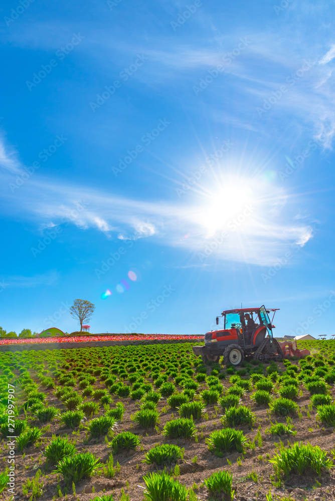 View of a tractor and planting implement cultivating flower field in a beautiful sunny day in springtime. View of a tractor and planting implement cultivating flower field in a beautiful sunny day in springtime.
