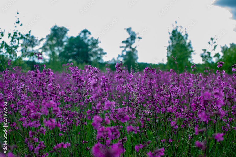 beautiful flowers in the field