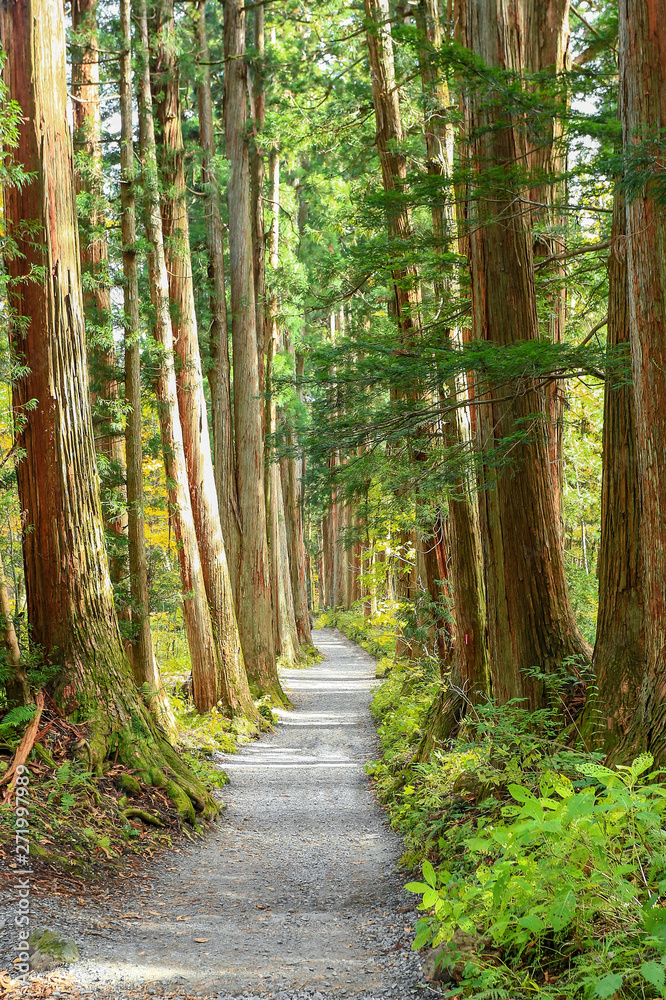 Fototapeta premium Lonely Path of Autumn