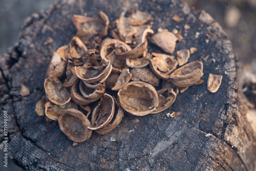 Textured background of drought walnut shells Textured background of drought walnut shells