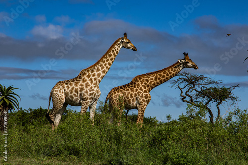 Giraffe © NB Botha