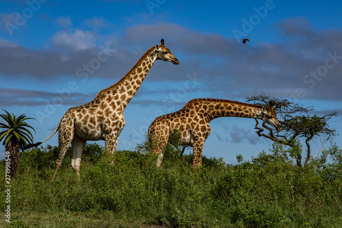 Giraffe © NB Botha