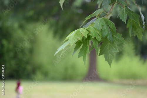 Leaf on Tree