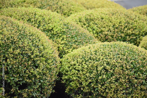 Group of Round Bushes