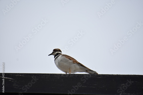 Bird Perched on Building