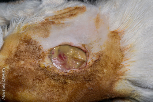 large wound on the skin of a cat after antibiotic treatment, subcutaneous injection