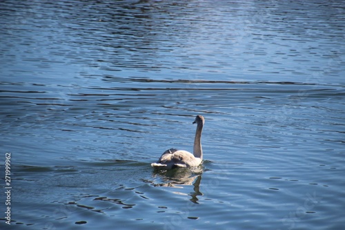 Swan on the Salzach river.  Salzburg city, district Lehen, Austria, Europe. photo