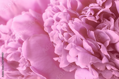gentle background with flowers peonies macro. pink floral background close up.