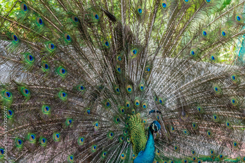 Obraz premium Bird park Taman Burung in Kuala Lumpur