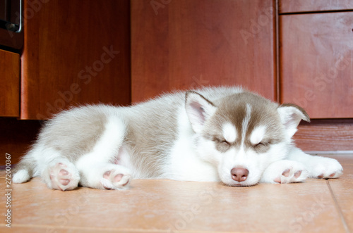 Sleeping puppy. Siberian Husky puppy. Beautiful redhead husky