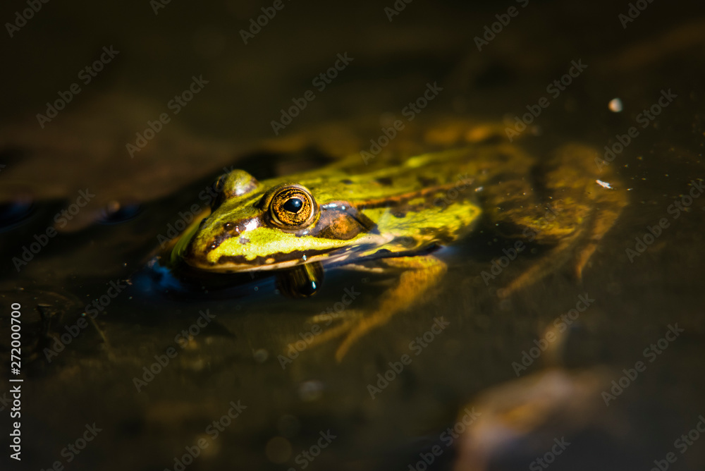 Frog sitting in the Sun, Green Frog in Water, Rana Esculanta, Green Frog, Pond Frog Frog sitting in the Sun, Green Frog in Water, Rana Esculanta, Green Frog, Pond Frog