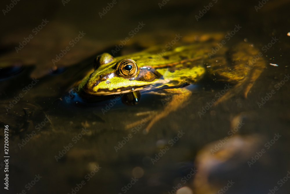 Frog sitting in the Sun, Green Frog in Water, Rana Esculanta, Green Frog, Pond Frog Frog sitting in the Sun, Green Frog in Water, Rana Esculanta, Green Frog, Pond Frog
