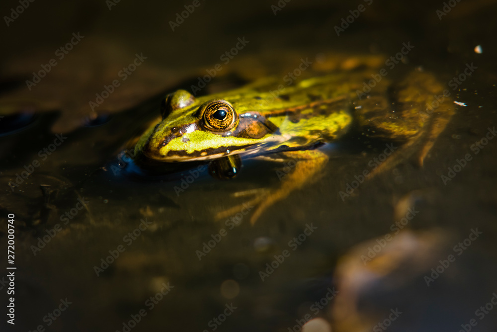 Frog sitting in the Sun, Green Frog in Water, Rana Esculanta, Green Frog, Pond Frog Frog sitting in the Sun, Green Frog in Water, Rana Esculanta, Green Frog, Pond Frog