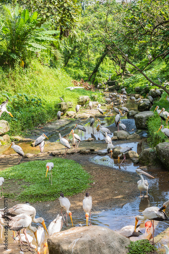 Canvas Print Bird park Taman Burung in Kuala Lumpur