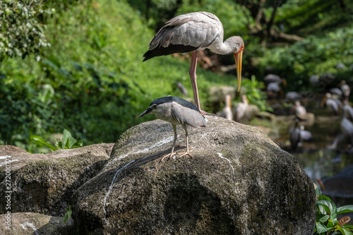 Photography Bird park Taman Burung in Kuala Lumpur