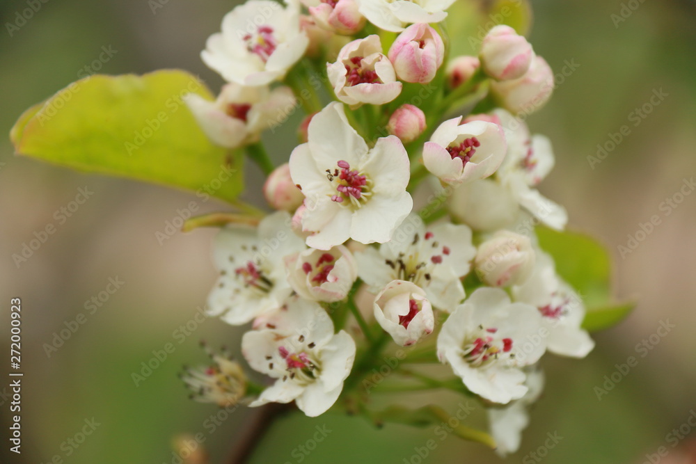 Blossom Blossom